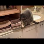 【確信犯?】きれいに畳んだタオルを次々と…「落とすのが仕事」なニャンコのドヤ顔がたまらない! - 肉球ドットコム(299.com)