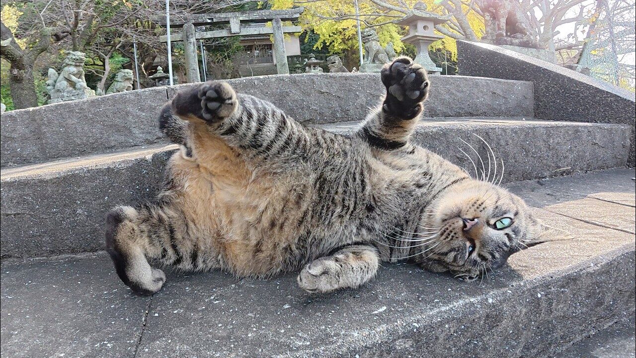 【神対応】海辺の神社で出会った「お出迎え猫」が可愛すぎる!癒やしの鳴き声に心奪われるひととき - 肉球ドットコム(299.com)