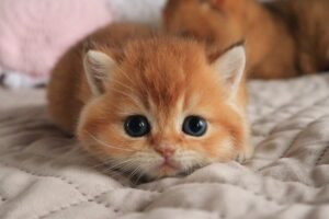 【悶絶】「パパのシッポで遊ぶニャ!」やんちゃ盛りの子猫スプライトくん。パパ猫への猛烈な“遊んでアピール”に癒やされる! - 肉球ドットコム(299.com)