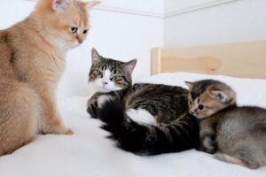 【悶絶】「パパ、それで遊んでニャ!」動くシッポに夢中な子猫。優しくお相手をするパパ猫の“神対応”に癒やされる! - 肉球ドットコム(299.com)