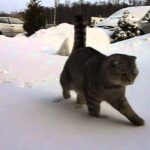 【悶絶】「なんだこれニャ……!?」初めての雪に挑むスコティッシュフォールド。未知の冷たさに困惑する姿が可愛すぎて癒やされる! - 肉球ドットコム(299.com)