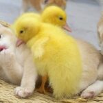【悶絶】「みんなで寝るニャ……」子猫のことが大好きすぎるアヒルちゃん。種族を超えた“尊すぎる添い寝”に癒やされる! - 肉球ドットコム(299.com)