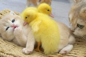 【悶絶】「みんなで寝るニャ……」子猫のことが大好きすぎるアヒルちゃん。種族を超えた“尊すぎる添い寝”に癒やされる! - 肉球ドットコム(299.com)