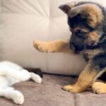 【悶絶】「ボクと遊んでニャ!」ジャーマンシェパードの子犬と子猫、微笑ましい“ガチバトル”に目が離せない! - 肉球ドットコム(299.com)