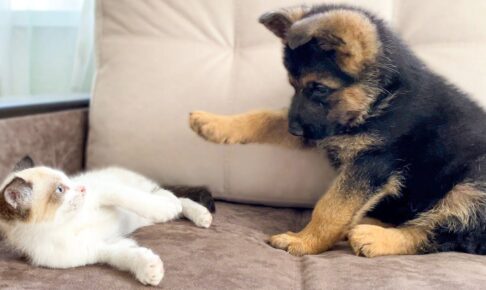 【悶絶】「ボクと遊んでニャ!」ジャーマンシェパードの子犬と子猫、微笑ましい“ガチバトル”に目が離せない! - 肉球ドットコム(299.com)