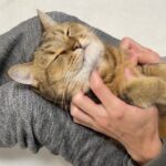 「ぬいぐるみみたいニャ!」好き放題マッサージされる甘えん坊猫のみにら君に癒やされる! - 肉球ドットコム(299.com)