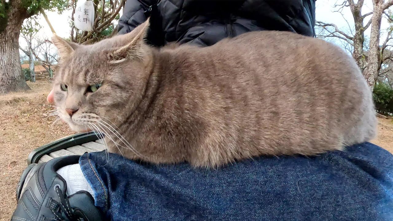 【悶絶】「もう帰さないニャ…」夕暮れの公園で出会った太っちょ猫ちゃん。膝の上を占拠して“帰宅阻止”する甘えん坊ぶりに癒やされる! - 肉球ドットコム(299.com)