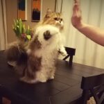 【悶絶】「寝る前のハイタッチだニャ!」お利口すぎるマンチカンのミロくん。パパとの“おやすみの儀式”が可愛すぎて全米が震えた! - 肉球ドットコム(299.com)