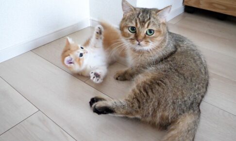 【悶絶】「もう勘弁してニャ…」お母さん猫の“激しすぎる毛づくろい”に降参しちゃう子猫の姿に癒やされる! - 肉球ドットコム(299.com)