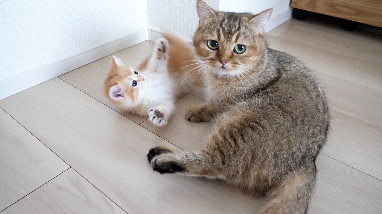 【悶絶】「もう勘弁してニャ…」お母さん猫の“激しすぎる毛づくろい”に降参しちゃう子猫の姿に癒やされる! - 肉球ドットコム(299.com)