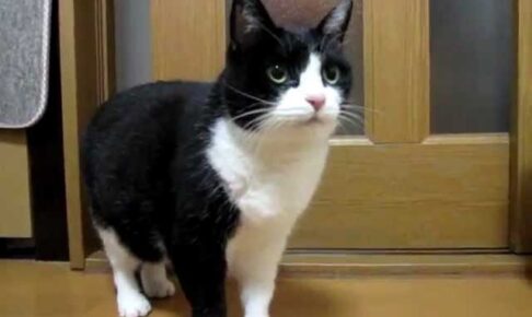 【悶絶】「あのご飯、最高だったニャ!」食後の“ごちそうさま”を言いに来る猫ちゃんの可愛すぎるお喋りにメロメロ! - 肉球ドットコム(299.com)