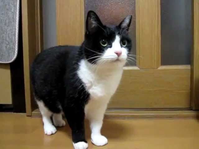 【悶絶】「あのご飯、最高だったニャ!」食後の“ごちそうさま”を言いに来る猫ちゃんの可愛すぎるお喋りにメロメロ! - 肉球ドットコム(299.com)