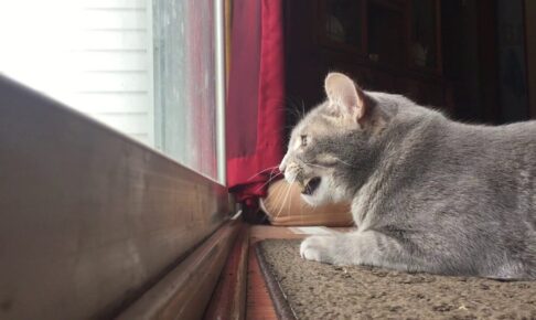 【悶絶】「あ、鳥さん発見ニャ…!」独り言が止まらない猫ちゃん。ハンティング中の“可愛すぎるお喋り”に癒やされる! - 肉球ドットコム(299.com)