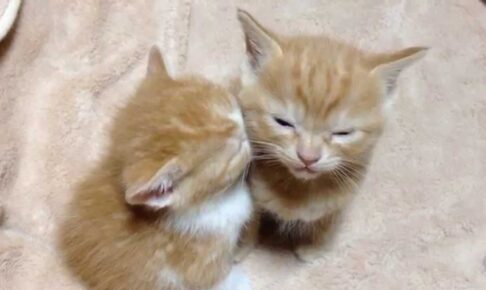 【悶絶】「ボク、まだ起きてるニャ……」隣で眠る仲間のために、限界まで睡魔と戦う子猫ちゃんの健気な姿にキュンが止まらない! - 肉球ドットコム(299.com)