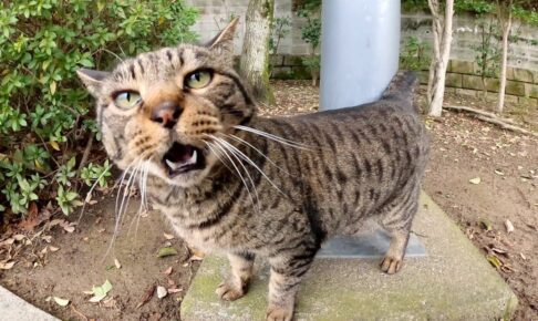 【悶絶】「ねえ、お話し聞いてニャ!」寂しがり屋なキジトラ猫ちゃん。再会した瞬間の“全力お喋り”と甘えん坊ぶりに癒やされる! - 肉球ドットコム(299.com)