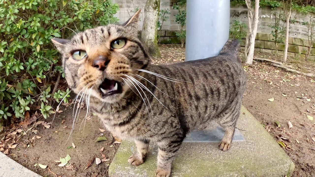 【悶絶】「ねえ、お話し聞いてニャ!」寂しがり屋なキジトラ猫ちゃん。再会した瞬間の“全力お喋り”と甘えん坊ぶりに癒やされる! - 肉球ドットコム(299.com)