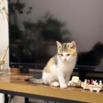 【悶絶】「捕まえたニャ!」おもちゃを全力で追いかける猫のうみちゃん。飼い主さんと過ごす“至福の休日”が尊すぎる…… - 肉球ドットコム(299.com)