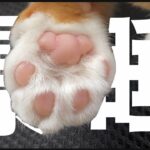 【悶絶】「絶対に起きないニャ…」どんなにツンツンされても爆睡し続ける三毛猫のまりもちゃん。あまりの“鉄壁の眠り”に癒やされる! - 肉球ドットコム(299.com)