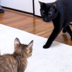 【悶絶】「今日からお兄ちゃんだニャ!」わんぱく黒猫のリキくん、初めての子猫2匹との対面で見せた“神対応”に癒やされる! - 肉球ドットコム(299.com)