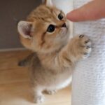 【悶絶】「やめてほしいニャ~!」飼い主さんのイタズラに困惑(?)する子猫のリコちゃん。可愛すぎるリアクションに癒やされる! - 肉球ドットコム(299.com)