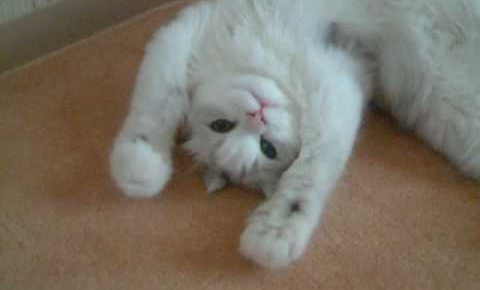 【悶絶】「グッパー、グッパー!」おててを握ったり開いたり。一生懸命な“エアもみもみ”に癒やされる! - 肉球ドットコム(299.com)