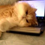 【悶絶】「これはボクの枕だニャ!」ノートパソコンを絶対に渡さない猫のクーパーくん。鉄壁のガードと可愛すぎる独占欲に癒やされる! - 肉球ドットコム(299.com)