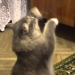 【爆笑】「リズム感、天才的ニャ!」音楽に合わせてノリノリで踊る猫ちゃん。キレッキレの“招き猫ダンス”に癒やされる! - 肉球ドットコム(299.com)