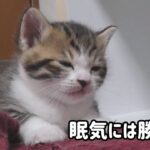 【悶絶】「もう限界だニャ…」遊び疲れて“コテン”と電池切れ!我慢できずに寝落ちする子猫の姿に癒やされる - 肉球ドットコム(299.com)
