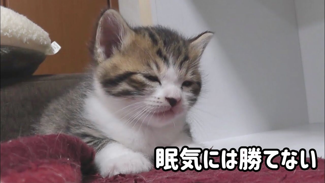 【悶絶】「もう限界だニャ…」遊び疲れて“コテン”と電池切れ!我慢できずに寝落ちする子猫の姿に癒やされる - 肉球ドットコム(299.com)