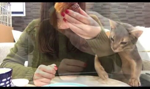 【悶絶】「それ、ボクのニャ!」クロワッサンが食べたくて必死すぎる猫ちゃん。強気な“ちょいちょい”攻撃に癒やされる! - 肉球ドットコム(299.com)