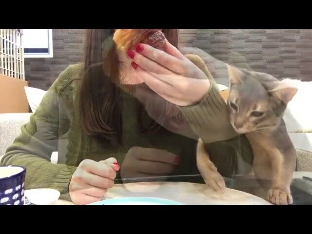 【悶絶】「それ、ボクのニャ!」クロワッサンが食べたくて必死すぎる猫ちゃん。強気な“ちょいちょい”攻撃に癒やされる! - 肉球ドットコム(299.com)