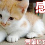 【悶絶】「ママ、大好きニャ…」三毛母猫にピッタリ寄り添う赤ちゃん猫。尊すぎる親子の絆に心がとろける! - 肉球ドットコム(299.com)