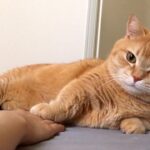 【悶絶】「こっちにおいでニャ!」誘ってくるのにお触り禁止?短足マンチカンの“ツンデレ”な誘惑に翻弄される! - 肉球ドットコム(299.com)