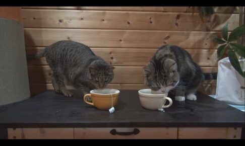 【悶絶】「おかわりニャ!」マグカップからお水を飲む猫。豪快すぎる“ティータイム”に癒やされる! - 肉球ドットコム(299.com)