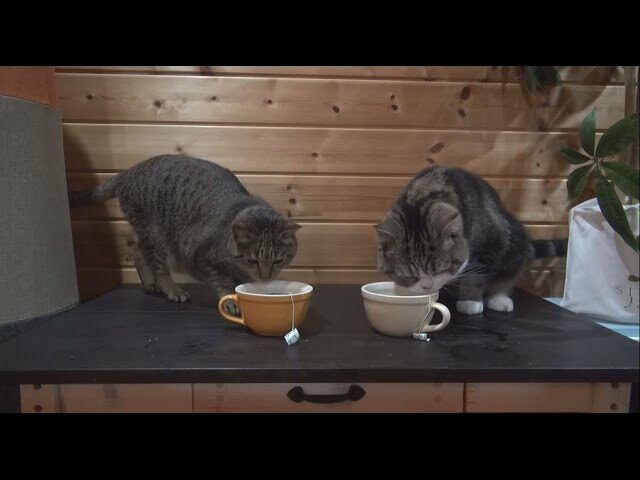【悶絶】「おかわりニャ!」マグカップからお水を飲む猫。豪快すぎる“ティータイム”に癒やされる! - 肉球ドットコム(299.com)