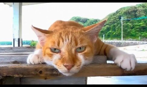 【悶絶】「ボク、もう動けないニャ…」睡魔に勝てず“コテン”と倒れちゃう子猫。電池切れの瞬間が可愛すぎて癒やされる! - 肉球ドットコム(299.com)