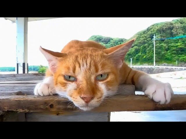 【悶絶】「ボク、もう動けないニャ…」睡魔に勝てず“コテン”と倒れちゃう子猫。電池切れの瞬間が可愛すぎて癒やされる! - 肉球ドットコム(299.com)