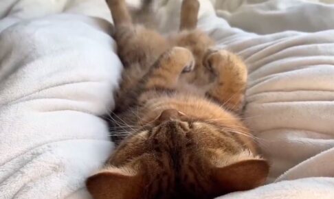 【悶絶】「今日はもう動けないニャ…」朝起きたら股の間に猫がスッポリ!可愛すぎる“確信犯”に遅刻を確信する飼い主さんが話題 - 肉球ドットコム(299.com)