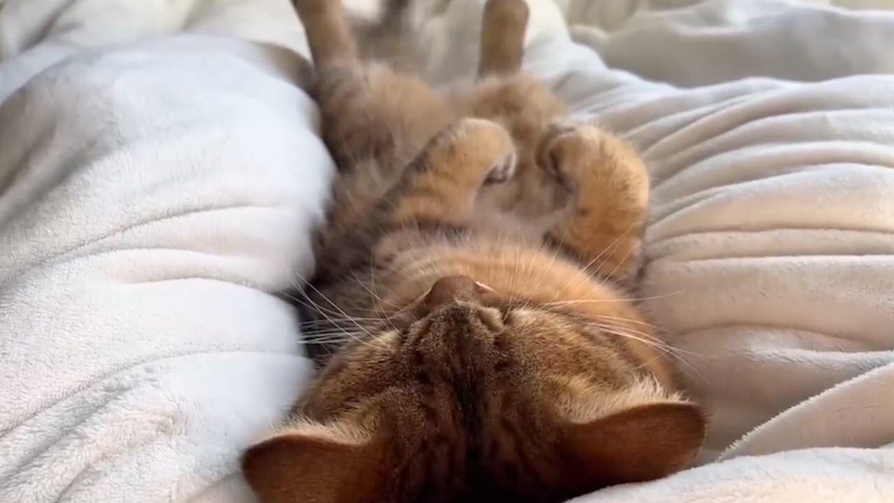 【悶絶】「今日はもう動けないニャ…」朝起きたら股の間に猫がスッポリ!可愛すぎる“確信犯”に遅刻を確信する飼い主さんが話題 - 肉球ドットコム(299.com)