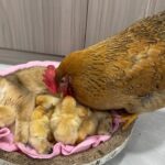 【悶絶】「ボクが守ってあげるニャ!」親鳥もびっくり?ヒヨコたちを甲斐甲斐しくお世話する子猫の姿に癒やされる! - 肉球ドットコム(299.com)