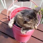 【極上の癒やし】「いい湯だニャ〜…」天然温泉を満喫する猫のひばりくん。露天風呂でリフレッシュする姿が可愛すぎて悶絶! - 肉球ドットコム(299.com)