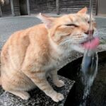 【悶絶】「お水、開けてほしいニャ!」蛇口からしか飲まないこだわり派の野良猫。健気な“お願いポーズ”に癒やされる! - 肉球ドットコム(299.com)
