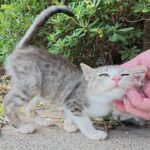 【悶絶】「ボクの可愛さ、わかってるニャ?」上目遣いでおねだりする子猫ちゃん。あざとすぎる仕草にメロメロ! - 肉球ドットコム(299.com)