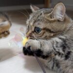 【悶絶】「こうやって遊ぶのよ♪」おもちゃに苦戦する子猫。お母さん猫の優しすぎる“教育実習”に癒やされる! - 肉球ドットコム(299.com)