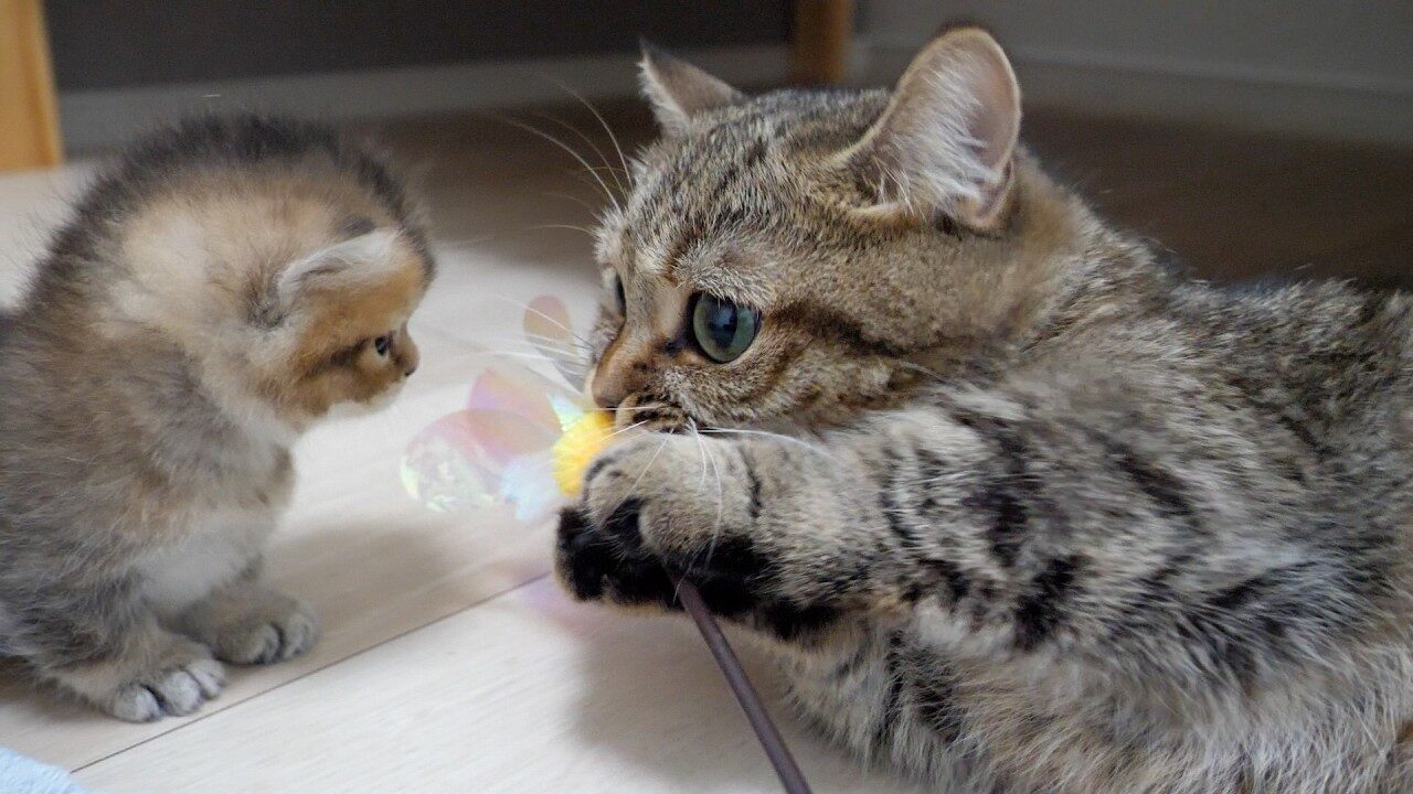 【悶絶】「こうやって遊ぶのよ♪」おもちゃに苦戦する子猫。お母さん猫の優しすぎる“教育実習”に癒やされる! - 肉球ドットコム(299.com)