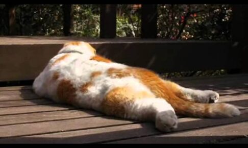 【悶絶】「寝相がすごすぎるニャ!」お腹全開でうたた寝する猫のまるちゃん。無防備すぎる“ヘソ天”姿に癒やされる! - 肉球ドットコム(299.com)