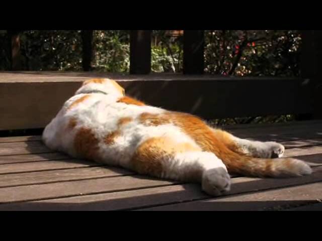 【悶絶】「寝相がすごすぎるニャ!」お腹全開でうたた寝する猫のまるちゃん。無防備すぎる“ヘソ天”姿に癒やされる! - 肉球ドットコム(299.com)