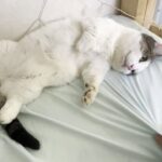 【爆笑】「絶対に動かないニャ!」お父さんの座椅子を占拠した猫の豆大福くん。断固拒否の“反抗期”な姿に癒やされる! - 肉球ドットコム(299.com)