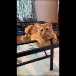 【悶絶】「痛くないの…!?」まるでアニメのワンシーン。ベッドフレームに“ジャストフィット”してくつろぐ猫ちゃんが可愛すぎる! - 肉球ドットコム(299.com)