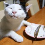 【驚愕】「それ、ボクのだニャ……!」ししゃもを巡る猫たちの“静かなる攻防”に悶絶! - 肉球ドットコム(299.com)